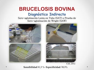 Diagnóstico Indirecto
Sero-aglutinación Lenta en Tubo (SAT) o Prueba de
       Sero-aglutinación de Wright (SAW)




                                            CIZ, 2012
    Sensibilidad 81,5 %- Especificidad: 98,9%
 