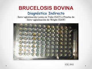 Diagnóstico Indirecto
Sero-aglutinación Lenta en Tubo (SAT) o Prueba de
       Sero-aglutinación de Wright (SAW)




                                        CIZ, 2012
 