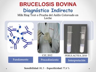 Diagnóstico Indirecto
   Milk Ring Test o Prueba del Anillo Coloreado en
                       Leche




                         CIZ, 2012            PERULACTEA, 2010
Fundamento             Procedimiento             Interpretación

        Sensibilidad: 88, 5 - Especificidad: 77,4 %
 