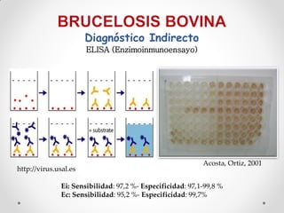 Diagnóstico Indirecto
                       ELISA (Enzimoinmunoensayo)




                                                            Acosta, Ortiz, 2001
http://virus.usal.es

               Ei: Sensibilidad: 97,2 %- Especificidad: 97,1-99,8 %
               Ec: Sensibilidad: 95,2 %- Especificidad: 99,7%
 