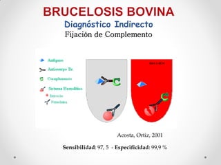Diagnóstico Indirecto
Fijación de Complemento




                      Acosta, Ortiz, 2001

Sensibilidad: 97, 5 - Especificidad: 99,9 %
 