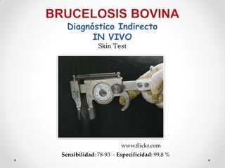 Diagnóstico Indirecto
        IN VIVO
              Skin Test




                       www.flickr.com
Sensibilidad: 78-93 - Especificidad: 99,8 %
 