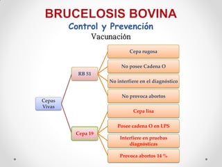 Control y Prevención
              Vacunación
                            Cepa rugosa


                        No posee Cadena O
          RB 51
                   No interfiere en el diagnóstico


                        No provoca abortos
Cepas
Vivas
                             Cepa lisa


                      Posee cadena O en LPS
         Cepa 19
                       Interfiere en pruebas
                           diagnósticas

                       Provoca abortos 14 %
 