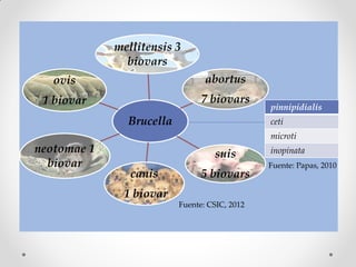 mellitensis 3
               biovars
   ovis                          abortus
 1 biovar                       7 biovars
                                               pinnipidialis
               Brucella                        ceti
                                               microti
neotomae 1                         suis        inopinata
  biovar                                       Fuente: Papas, 2010
                canis           5 biovars
              1 biovar
                          Fuente: CSIC, 2012
 