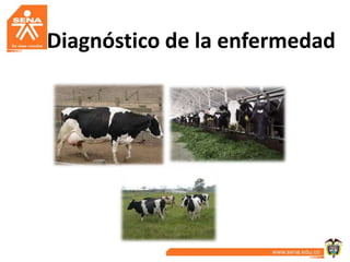 Diagnóstico de la enfermedad
 