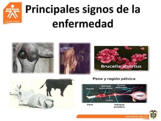 Principales signos de la
      enfermedad
 