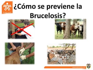 ¿Cómo se previene la
    Brucelosis?
 