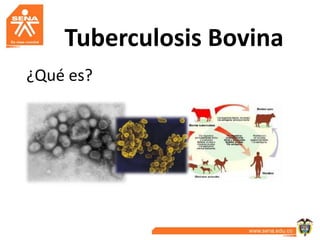 Tuberculosis Bovina
¿Qué es?
 
