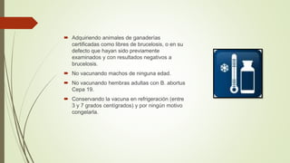  Adquiriendo animales de ganaderías
certificadas como libres de brucelosis, o en su
defecto que hayan sido previamente
examinados y con resultados negativos a
brucelosis.
 No vacunando machos de ninguna edad.
 No vacunando hembras adultas con B. abortus
Cepa 19.
 Conservando la vacuna en refrigeración (entre
3 y 7 grados centígrados) y por ningún motivo
congelarla.
 