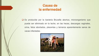  Es producida por la bacteria Brucella abortus, microorganismo que
puede ser eliminado en la leche, en las heces, descargas vaginales,
orina, fetos abortados, placentas y terneros aparentemente sanos de
vacas infectadas.
 