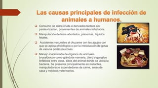  Consumo de leche cruda o derivados lácteos sin
pasteurización, provenientes de animales infectados.
 Manipulación de fetos abortados, placentas, líquidos
fetales.
 Accidentes vacunales al chuzarse con las agujas con
que se aplica el biológico o por la introducción de gotas
de vacuna porlas mucosas.
 Manejo inadecuado de órganos de animales
brucelósicos como glándula mamaria, útero y ganglios
linfáticos entre otros, sitios del animal donde se ubica la
bacteria. Se presenta principalmente en matarifes,
manipuladores o expendedores de carne, amas de
casa y médicos veterinarios.
 
