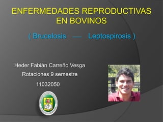 ENFERMEDADES REPRODUCTIVAS EN BOVINOS ( Brucelosis Leptospirosis )  Heder Fabián Carreño Vesga Rotaciones 9 semestre 11032050 