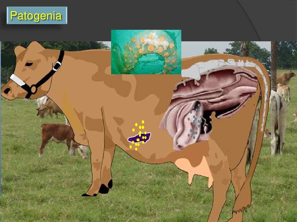 Brucelosis y Leptospirosis Bovina