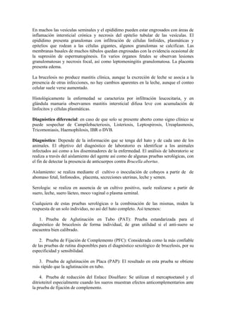En machos las vesículas seminales y el epidídimo pueden estar engrosados con áreas de
inflamación intersticial crónica y necrosis del epitelio tubular de las vesículas. El
epidídimo presenta granulomas con infiltración de células linfoides, plasmáticas y
epitelios que rodean a las células gigantes, algunos granulomas se calcifican. Las
membranas basales de muchos túbulos quedan engrosadas con la evidencia ocasional de
la supresión de espermatogénesis. En varios órganos fetales se observan lesiones
granulomatosas y necrosis focal, así como leptomeningitis granulomatosa. La placenta
presenta edema.

La brucelosis no produce mastitis clínica, aunque la excreción de leche se asocia a la
presencia de otras infecciones, no hay cambios aparentes en la leche, aunque el conteo
celular suele verse aumentado.

Histológicamente la enfermedad se caracteriza por infiltración leucocitaria, y en
glándula mamaria observamos mastitis intersticial difusa leve con acumulación de
linfocitos y células plasmáticas.

Diagnóstico diferencial: en caso de que solo se presente aborto como signo clínico se
puede sospechar de Campilobacteriosis, Listeriosis, Leptospirosis, Ureaplasmosis,
Tricomoniasis, Haemophilosis, IBR o DVB.

Diagnóstico: Depende de la información que se tenga del hato y de cada uno de los
animales. El objetivo del diagnóstico de laboratorio es identificar a los animales
infectados así como a los diseminadores de la enfermedad. El análisis de laboratorio se
realiza a través del aislamiento del agente así como de algunas pruebas serológicas, con
el fin de detectar la presencia de anticuerpos contra Brucella abortus.

Aislamiento: se realiza mediante el cultivo o inoculación de cobayos a partir de de
abomaso fetal, linfonodos, placenta, secreciones uterinas, leche y semen.

Serología: se realiza en ausencia de un cultivo positivo, suele realizarse a partir de
suero, leche, suero lácteo, moco vaginal o plasma seminal.

Cualquiera de estas pruebas serológicas o la combinación de las mismas, miden la
respuesta de un solo individuo, no así del hato completo. Así tenemos:

    1. Prueba de Aglutinación en Tubo (PAT): Prueba estandarizada para el
diagnóstico de brucelosis de forma individual, de gran utilidad si el anti-suero se
encuentra bien calibrado.

    2. Prueba de Fijación de Complemento (PFC): Considerada como la más confiable
de las pruebas de rutina disponibles para el diagnóstico sexológico de brucelosis, por su
especificidad y sensibilidad.

   3. Prueba de aglutinación en Placa (PAP): El resultado en esta prueba se obtiene
más rápido que la aglutinación en tubo.

    4. Prueba de reducción del Enlace Disulfuro: Se utilizan el mercaptoetanol y el
ditrioteitol especialmente cuando los sueros muestran efectos anticomplementarios ante
la prueba de fijación de complemento.
 