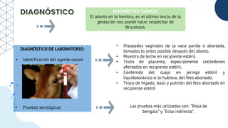 DIAGNÓSTICO CLÍNICO:
El aborto en la hembra, en el último tercio de la
gestación nos puede hacer sospechar de
Brucelosis.
DIAGNÓSTICO DE LABORATORIO:
• Identificación del agente causal
• Pruebas serológicas
• Hisopados vaginales de la vaca parida o abortada,
tomados lo antes posible después del aborto.
• Muestra de leche en recipiente estéril.
• Trozo de placenta, especialmente cotiledones
afectados en recipiente estéril.
• Contenido del cuajo en jeringa estéril y
líquidotoráxico si lo hubiera, del feto abortado.
• Trozo de hígado, bazo y pulmón del feto abortado en
recipiente estéril
Las pruebas más utilizadas son: “Rosa de
bengala” y “Elisa indirecta”.
 