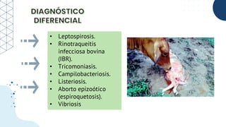 • Leptospirosis.
• Rinotraqueitis
infecciosa bovina
(IBR).
• Tricomoniasis.
• Campilobacteriosis.
• Listeriosis.
• Aborto epizoótico
(espiroquetosis).
• Vibriosis
 