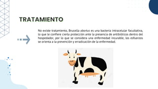 No existe tratamiento, Brucella abortus es una bacteria intracelular facultativa,
lo que le confiere cierta protección ante la presencia de antibióticos dentro del
hospedador, por lo que se considera una enfermedad incurable, los esfuerzos
se orienta a la prevención y erradicación de la enfermedad.
 
