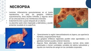 NECROPSIA
• Lesiones inflamatorias granulomatosas en el tracto
reproductivo, la ubre, los ganglios linfáticos
supramamarios, otros tejidos linfoides, y algunas veces
en las articulaciones y las membranas sinoviales
• Endometritis leve a grave después de un aborto.
• La placenta suele estar engrosada y edematosa, y puede
presentar exudado en la superficie.
• Generalmente la región intercotiledonaria es áspera, con apariencia
húmeda y engrosamiento focal.
• Los ganglios linfáticos regionales pueden estar agrandados y la
glándula mamaria puede contener lesiones.
• Algunos fetos abortados tienen apariencia normal; otros están
autolisados o tienen cantidades variables de edema subcutáneo y
líquido con manchas de sangre en las cavidades corporales.
 