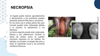 NECROPSIA
• El hígado puede mostrar agrandamiento
y decoloración, y los pulmones pueden
presentar pleuritis fibrinosa y neumonía.
• En los toros una o ambas partes del saco
escrotal pueden estar inflamadas debido
a la orquitis, la epididimitis o los
abscesos.
• La túnica vaginals puede estar engrosada,
fibrosa y con adherencias. Durante la
faena de ambos sexos se pueden
encontrar higromas en las rodillas, las
babillas, el corvejón, el ángulo del anca, y
entre el ligamento nucal y las primeras
vértebras torácicas.
 
