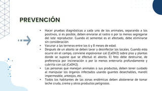 • Hacer pruebas diagnósticas a cada uno de los animales, separando a los
positivos, si es posible, deben enviarse al rastro o por lo menos segregarse
del lote reproductor. Cuando el semental es el afectado, debe eliminarse
sin consideración.
• Vacunar a las terneras entre los 6 y 8 meses de edad.
• Después de un aborto se deben lavar y desinfectar los locales. Cuando esto
ocurre en el campo, conviene espolvorear cal (CaOH2) sobre piso y plantas
donde se supone que se efectuó el aborto. El feto debe destruirse, de
preferencia por incineración o por lo menos enterrarlo profundamente y
cubrirlo con cal (CaOH2).
• Las personas que manejan animales o sus productos, deben tener cuidado
al manipular los órganos infectados usando guantes desechables, mandil
impermeable, anteojos, etc.
• Todos los habitantes de las zonas endémicas deben abstenerse de tomar
leche cruda, crema y otros productos peligrosos.
 
