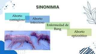 Aborto
contagioso Aborto
infeccioso
Aborto
epizoótico
Enfermedad de
Bang
 