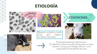 Bacteria cocobacilo o bacilo
corto, gran negativa,
facultativa, intracelular
Está representada por siete biovares.
En América Latina se ha verificado la existencia de los
biovares 1,2,3,4 y 6 sin embargo, el biovar 1 es el
responsable de más del 80 % de casos
Brucella
abortus
 