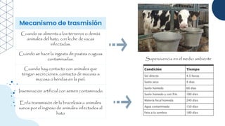 Supervivencia en el medio ambiente
Mecanismo de trasmisión
Cuando se alimenta a los terneros o demás
animales del hato, con leche de vacas
infectadas.
Cuando se hace la ingesta de pastos o aguas
contaminadas.
Cuando hay contacto con animales que
tengan secreciones, contacto de mucosa a
mucosa o heridas en la piel.
Inseminación artificial con semen contaminado.
En la transmisión de la brucelosis a animales
sanos por el ingreso de animales infectados al
hato
 