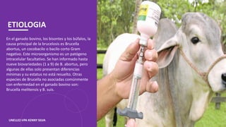ETIOLOGIA
En el ganado bovino, los bisontes y los búfalos, la
causa principal de la brucelosis es Brucella
abortus, un cocobacilo o bacilo corto Gram
negativo. Este microorganismo es un patógeno
intracelular facultativo. Se han informado hasta
nueve biovariedades (1 a 9) de B. abortus, pero
algunas de ellas solo presentan diferencias
mínimas y su estatus no está resuelto. Otras
especies de Brucella no asociadas comúnmente
con enfermedad en el ganado bovino son:
Brucella melitensis y B. suis.
UNELLEZ-VPA KENNY SILVA
 