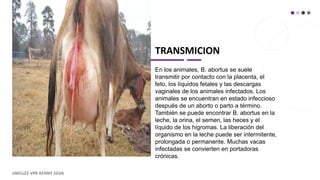 TRANSMICION
En los animales, B. abortus se suele
transmitir por contacto con la placenta, el
feto, los líquidos fetales y las descargas
vaginales de los animales infectados. Los
animales se encuentran en estado infeccioso
después de un aborto o parto a término.
También se puede encontrar B. abortus en la
leche, la orina, el semen, las heces y el
líquido de los higromas. La liberación del
organismo en la leche puede ser intermitente,
prolongada o permanente. Muchas vacas
infectadas se convierten en portadoras
crónicas.
UNELLEZ-VPA KENNY SILVA
 