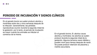 PERIODO DE INCUBACIÓN Y SIGNOS CLÍNICOS
En el ganado bovino se suelen producir abortos y
mortinatos entre dos y cinco semanas después de
la infección. Generalmente, las pérdidas
reproductivas ocurren durante la segunda mitad de
la gestación; por lo tanto, el período de incubación
es mayor cuando los animales se infectan al
comienzo de la misma.
UNELLEZ-VPA KENNY SILVA
En el ganado bovino, B. abortus causa
abortos y mortinatos; los abortos se suelen
producir durante la segunda mitad de la
gestación. Algunos terneros nacen débiles y
pueden morir poco tiempo después de nacer.
Se puede producir retención de placenta y
metritis secundaria.
 