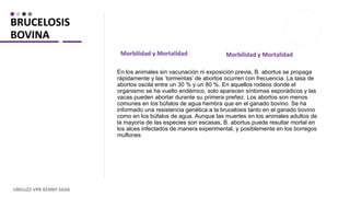 BRUCELOSIS
BOVINA
Morbilidad y Mortalidad
En los animales sin vacunación ni exposición previa, B. abortus se propaga
rápidamente y las ‘tormentas’ de abortos ocurren con frecuencia. La tasa de
abortos oscila entre un 30 % y un 80 %. En aquellos rodeos donde el
organismo se ha vuelto endémico, solo aparecen síntomas esporádicos y las
vacas pueden abortar durante su primera preñez. Los abortos son menos
comunes en los búfalos de agua hembra que en el ganado bovino. Se ha
informado una resistencia genética a la brucelosis tanto en el ganado bovino
como en los búfalos de agua. Aunque las muertes en los animales adultos de
la mayoría de las especies son escasas, B. abortus puede resultar mortal en
los alces infectados de manera experimental, y posiblemente en los borregos
muflones
Morbilidad y Mortalidad
UNELLEZ-VPA KENNY SILVA
 