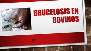 Brucelosis en Bovinos