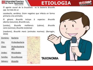 ETIOLOGIA
El agente causal de la brucelosis es la bacteria Brucella
spp. Se trata de un
cocobacilo, aeróbico, Gram negativo que infecta en forma
primaria a los animales.
El género Brucella incluye 6 especies: Brucella
aborlus (vacunos), Brucella suis,
(cerdos), Brucella mellitensis (cabras), Brucella
canis (caninos), Brucella neotomae
(roedores), Brucella maris (animales marinos). (Barragán,
2010)
 