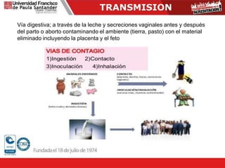 Vía digestiva; a través de la leche y secreciones vaginales antes y después
del parto o aborto contaminando el ambiente (tierra, pasto) con el material
eliminado incluyendo la placenta y el feto
TRANSMISION
 