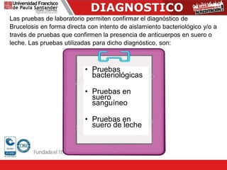 DIAGNOSTICO
Las pruebas de laboratorio permiten confirmar el diagnóstico de
Brucelosis en forma directa con intento de aislamiento bacteriológico y/o a
través de pruebas que confirmen la presencia de anticuerpos en suero o
leche. Las pruebas utilizadas para dicho diagnóstico, son:
• Pruebas
bacteriológicas
• Pruebas en
suero
sanguíneo
• Pruebas en
suero de leche
 