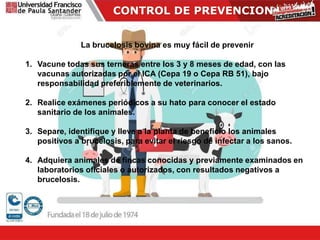 CONTROL DE PREVENCION
La brucelosis bovina es muy fácil de prevenir
1. Vacune todas sus terneras entre los 3 y 8 meses de edad, con las
vacunas autorizadas por el ICA (Cepa 19 o Cepa RB 51), bajo
responsabilidad preferiblemente de veterinarios.
2. Realice exámenes periódicos a su hato para conocer el estado
sanitario de los animales.
3. Separe, identifique y lleve a la planta de beneficio los animales
positivos a brucelosis, para evitar el riesgo de infectar a los sanos.
4. Adquiera animales de fincas conocidas y previamente examinados en
laboratorios oficiales o autorizados, con resultados negativos a
brucelosis.
 