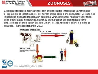 ZOONOSIS
Zoonosis (del griego zoon: animal) son enfermedades infecciosas transmisibles
desde animales vertebrados al ser humano bajo condiciones naturales. Los agentes
infecciosos involucrados incluyen bacterias, virus, parásitos, hongos y rickettsias,
entre otros. Estas infecciones, según su ciclo, pueden ser clasificadas como
sinantrópicas cuando tienen un ciclo urbano o exoantrópicas, cuando el ciclo es
selvático. (jeannette dabanch, 2003)
 
