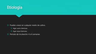 Etiología
 Pueden crecer en cualquier medio de cultivo.
 Agar suero dextrosa.
 Agar soya tripticasa.
 Periodo de incubación: 4 a 6 semanas.
 