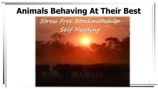 Animals Behaving At Their Best
Stress Free Stockmanship
Self Herding
1
 