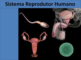 Sistema Reprodutor Humano
 