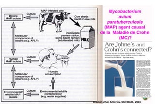 Chacon et al, Ann.Rev. Microbiol., 2004!
Mycobacterium  
avium  
paratuberculosis  
(MAP) agent causal  
de la Maladie de Crohn
(MC)?!
 