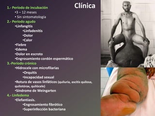 Clínica

1.- Período de incubación
•3 – 12 meses
• Sin sintomatología
2.- Período agudo
•Linfangitis
•Linfadenitis
•Dolor
•Calor
•Fiebre
•Edema
•Dolor en escroto
•Engrosamiento cordón espermático
3.-Período crónico
•Hidrocele con microfilarias
•Orquitis
•Incapacidad sexual
•Rotura de vasos linfáticos (quiluria, ascitis quilosa,
quilotórax, quilócele)

•Síndrome de Weingarten
4.- Linfedema
•Elefantiasis.
•Engrosamiento fibrótico
•Superinfección bacteriana

 