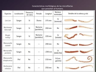 Características morfológicas de las microfilarias
que parasitan al humano.

 