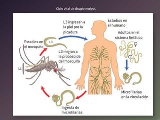 Ciclo vital de Brugia malayi.

 