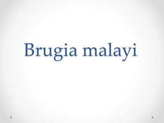 Brugia malayi
 