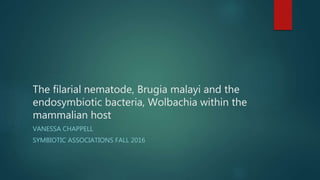 The filarial nematode, Brugia malayi and the
endosymbiotic bacteria, Wolbachia within the
mammalian host
VANESSA CHAPPELL
SYMBIOTIC ASSOCIATIONS FALL 2016
 