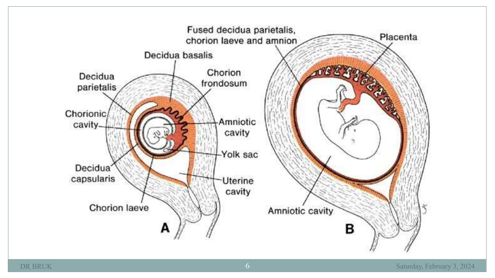 BRUK PLACENTA development AND Amniotic fluid metabolism.ppt