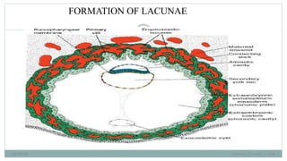 BRUK PLACENTA development AND Amniotic fluid metabolism.ppt