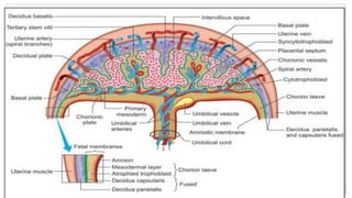 BRUK PLACENTA development AND Amniotic fluid metabolism.ppt