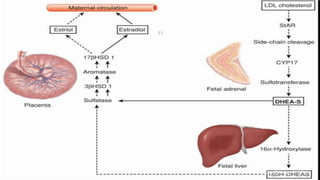 BRUK PLACENTA development AND Amniotic fluid metabolism.ppt